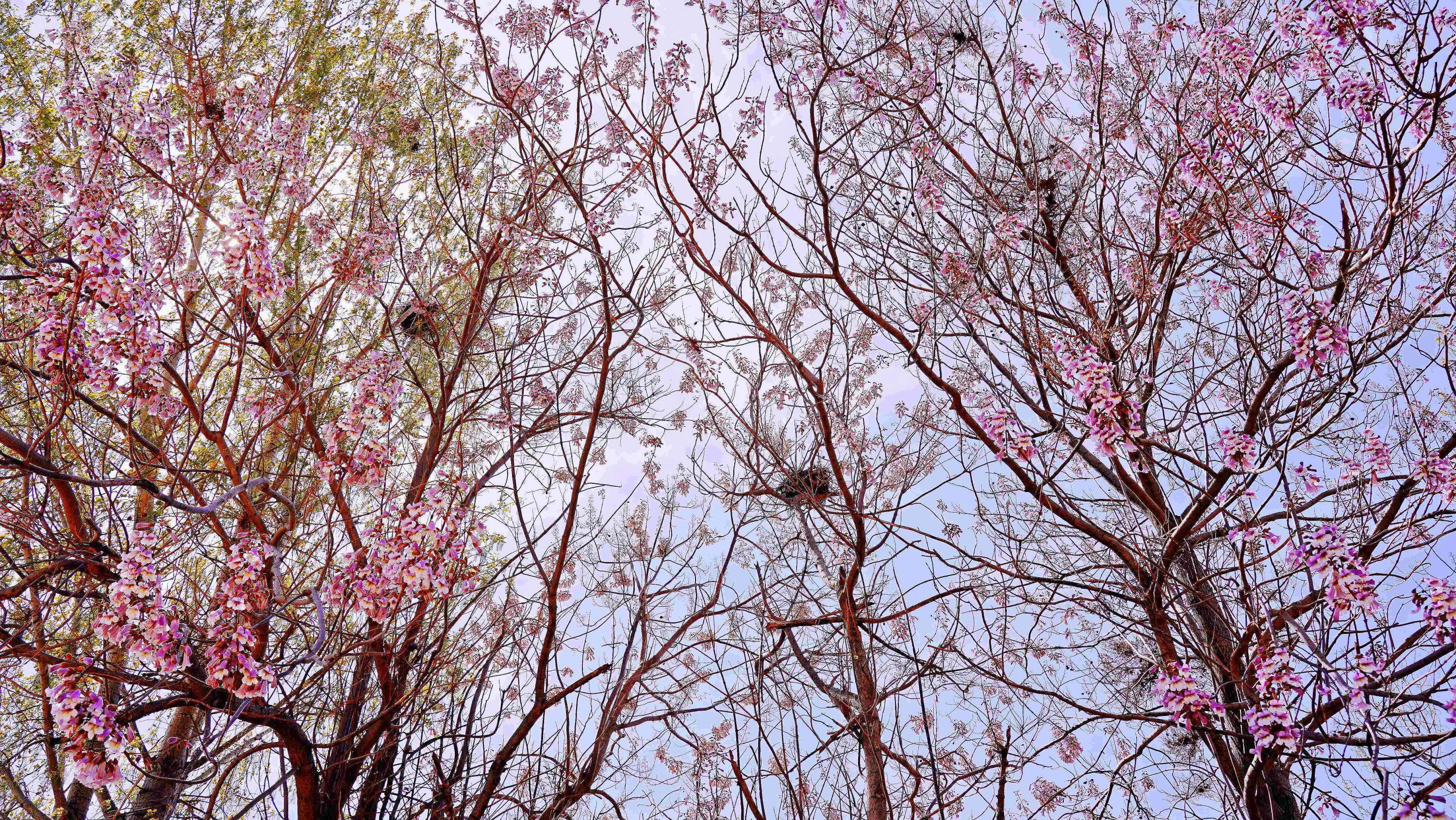 梧桐花開，鳳凰自來。